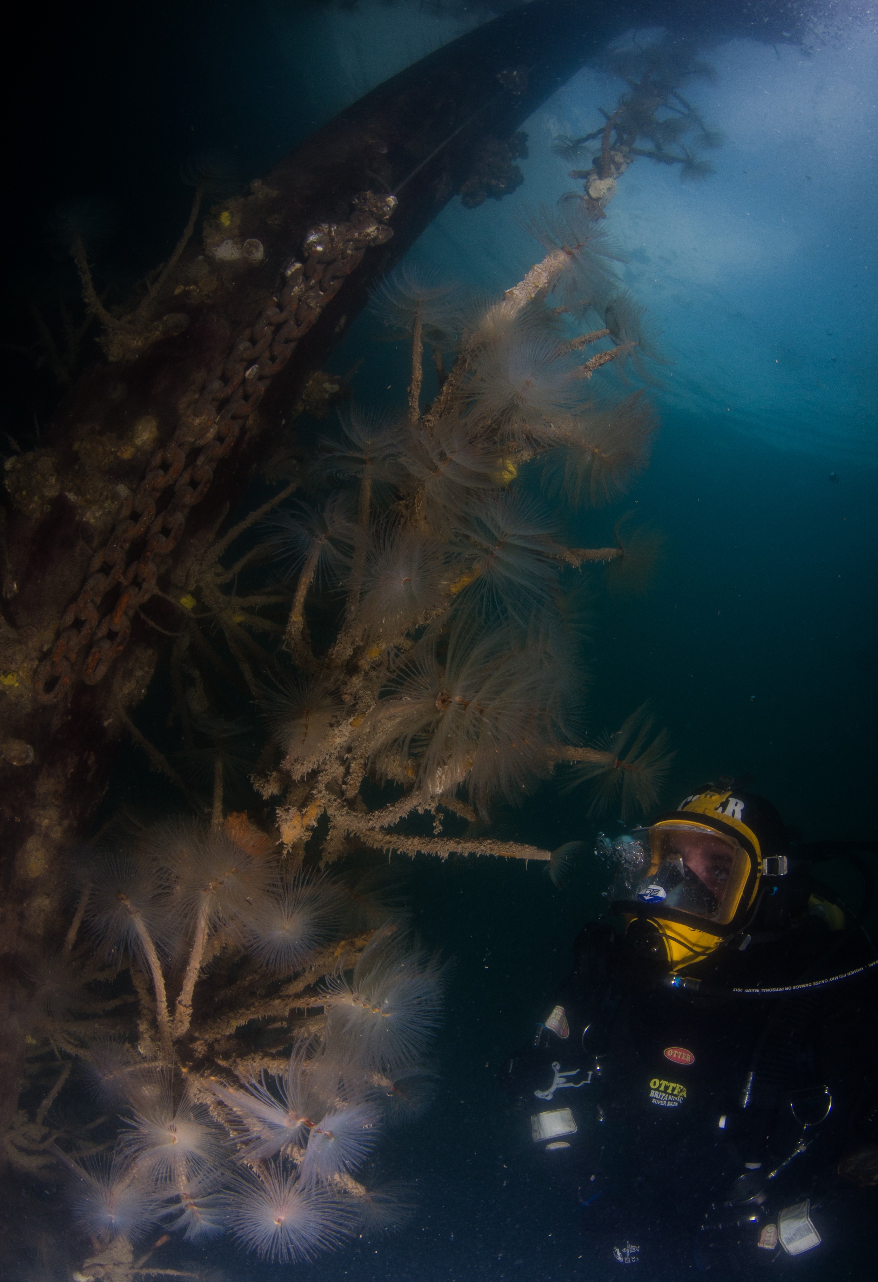 DSC_6619 – Mediterranean, fanworm, Sabella, spallanzanii, marine, pest, Auckland, underwater, crispin, nz, new, zealand, new zealand, fan, worm, marine, pest, invasive, Biosecurity